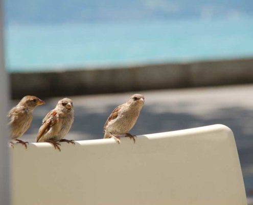 Sehtraining: Seminare und Augentraining in der Sehakademie Starnberg